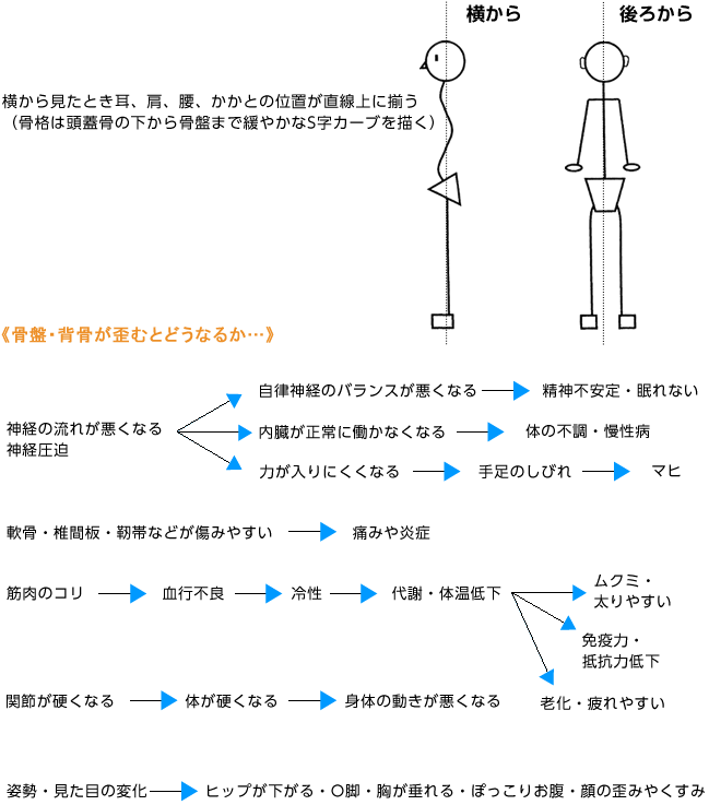 理想の骨格姿勢